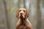 Magyar Vizsla Portrait