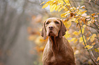 Magyar Vizsla Portrait