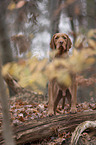 stehender Magyar Vizsla