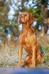 Magyar Vizsla