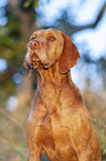 Magyar Vizsla Portrait