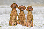 sitzende Magyar Vizsla Familie