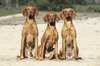 sitzende Magyar Vizsla Familie