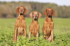 sitzende Magyar Vizsla Familie