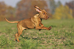 rennender Magyar Vizsla Welpe