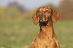 Magyar Vizsla Portrait