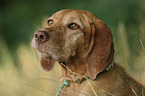 Drahthaarvizsla Portrait