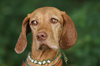 Drahthaarvizsla Portrait