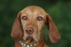 Drahthaarvizsla Portrait