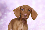 Magyar Vizsla Welpe Portrait