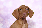 Magyar Vizsla Welpe Portrait