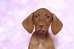 Magyar Vizsla Welpe Portrait