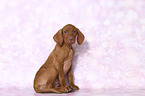 sitzender Magyar Vizsla Welpe