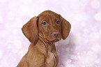 Magyar Vizsla Welpe Portrait