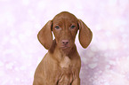 Magyar Vizsla Welpe Portrait