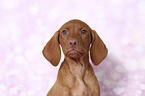 Magyar Vizsla Welpe Portrait