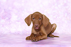 liegender Magyar Vizsla Welpe
