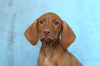 Magyar Vizsla Welpe Portrait