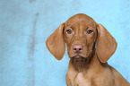 Magyar Vizsla Welpe Portrait