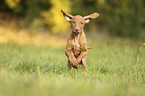 rennender Magyar Vizsla Welpe