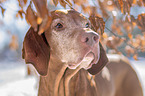 Magyar Vizsla Portrait