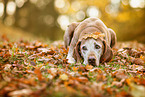 liegender Magyar Vizsla