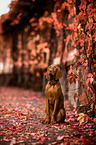 sitzender Magyar Vizsla