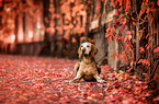 liegender Magyar Vizsla