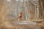 stehender Magyar Vizsla