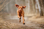 rennender Magyar Vizsla