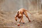 rennender Magyar Vizsla