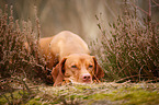liegender Magyar Vizsla