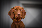 junger Magyar Vizsla