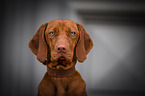 junger Magyar Vizsla