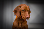 junger Magyar Vizsla