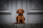junger Magyar Vizsla