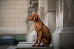 junger Magyar Vizsla