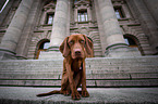 junger Magyar Vizsla