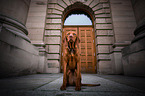 junger Magyar Vizsla