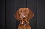 junger Magyar Vizsla