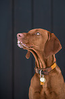 junger Magyar Vizsla