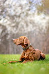 liegender Magyar Vizsla