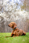 liegender Magyar Vizsla