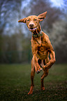 rennender Magyar Vizsla