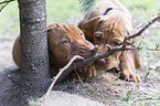2 Kurzhaarvizsla Welpen