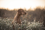 Magyar Vizsla Portrait