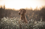 Magyar Vizsla Portrait