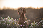 Magyar Vizsla Portrait