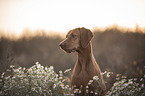 Magyar Vizsla Portrait