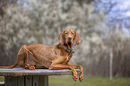 Magyar Vizsla im Frhling
